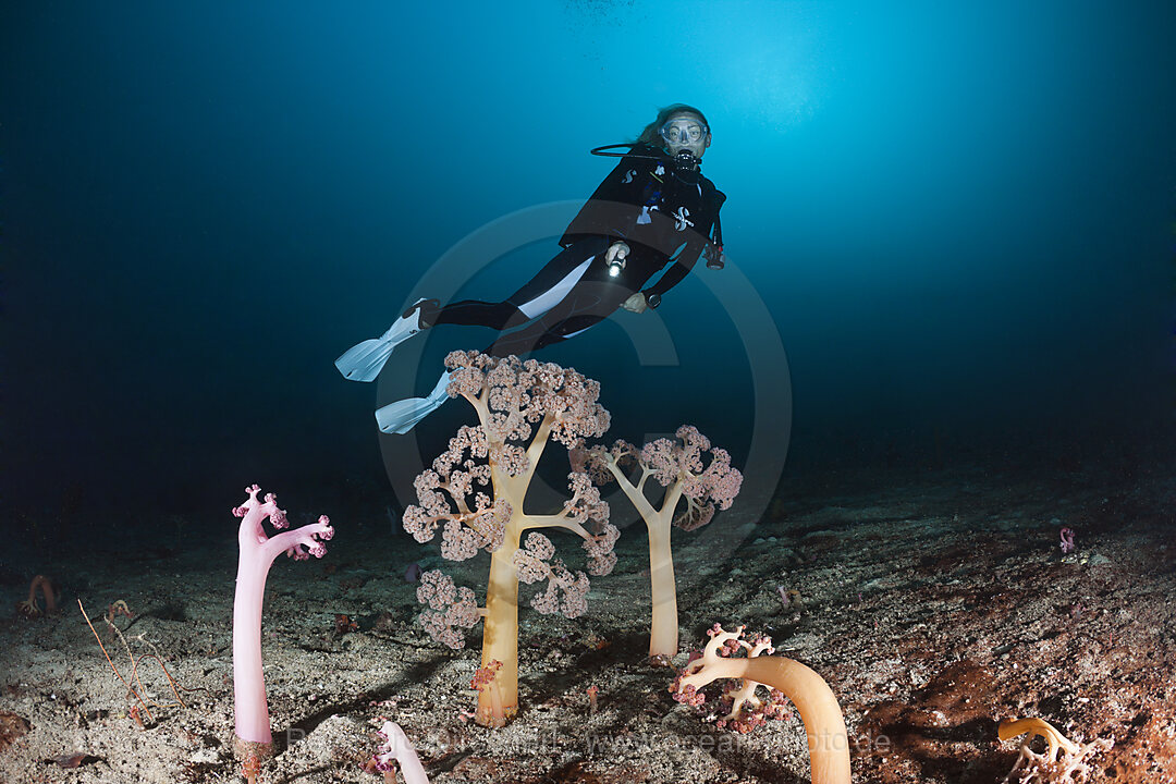 Dolden-Weichkorallen und Taucher, Umbellulifera sp., Cenderawasih Bucht, West Papua, Indonesien