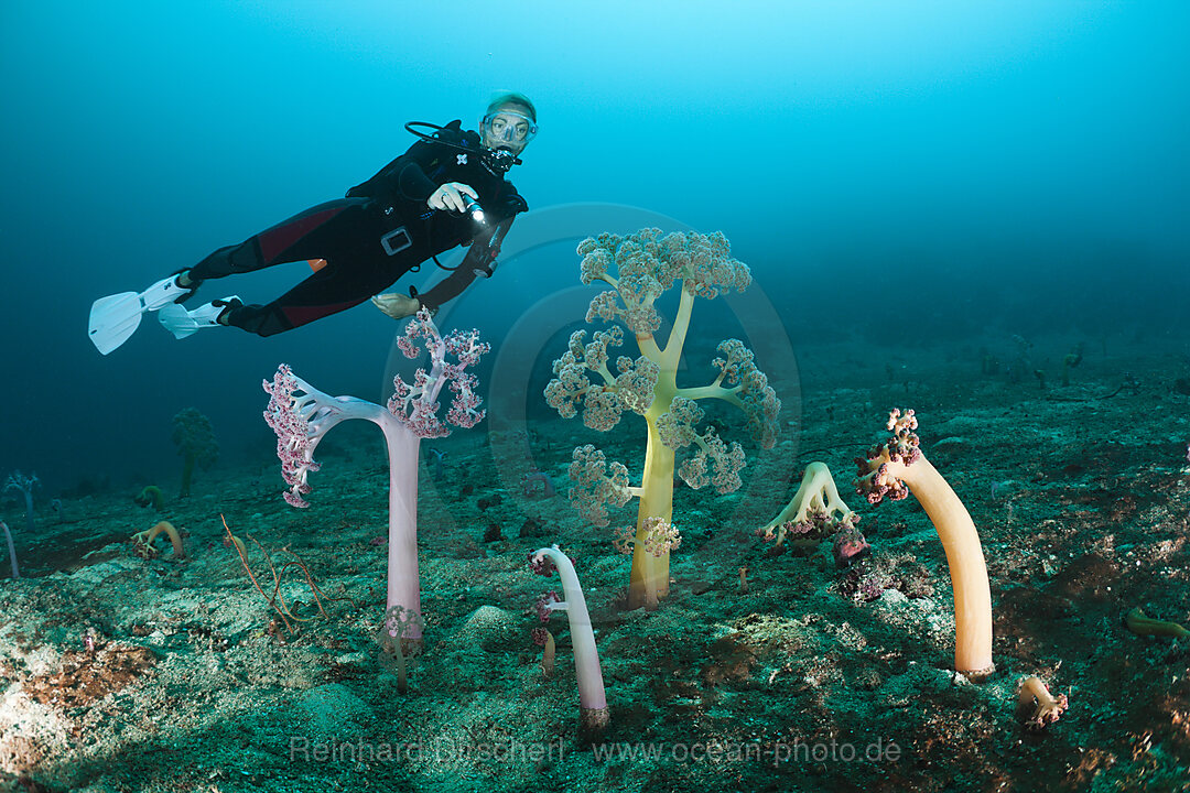 Soft Corals and Scuba Diver