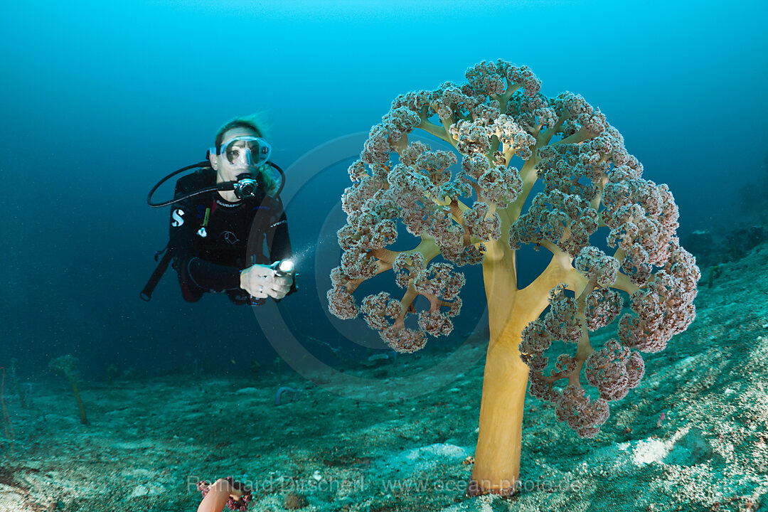 Scuba Diver and Soft Corals
