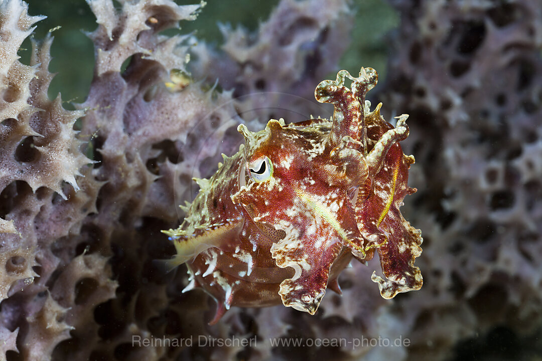 Sepie in Abwehrhaltung, Sepia sp., Cenderawasih Bucht, West Papua, Indonesien