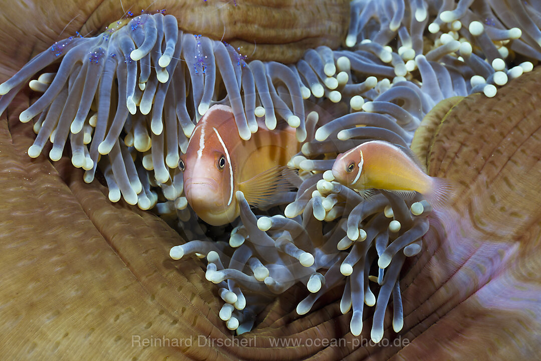 Halsband-Anemonenfisch in Prachtanemone, Amphiprion perideraion, Heteractis magnifica, Cenderawasih Bucht, West Papua, Indonesien