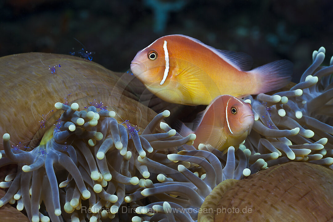 Halsband-Anemonenfisch in Prachtanemone
