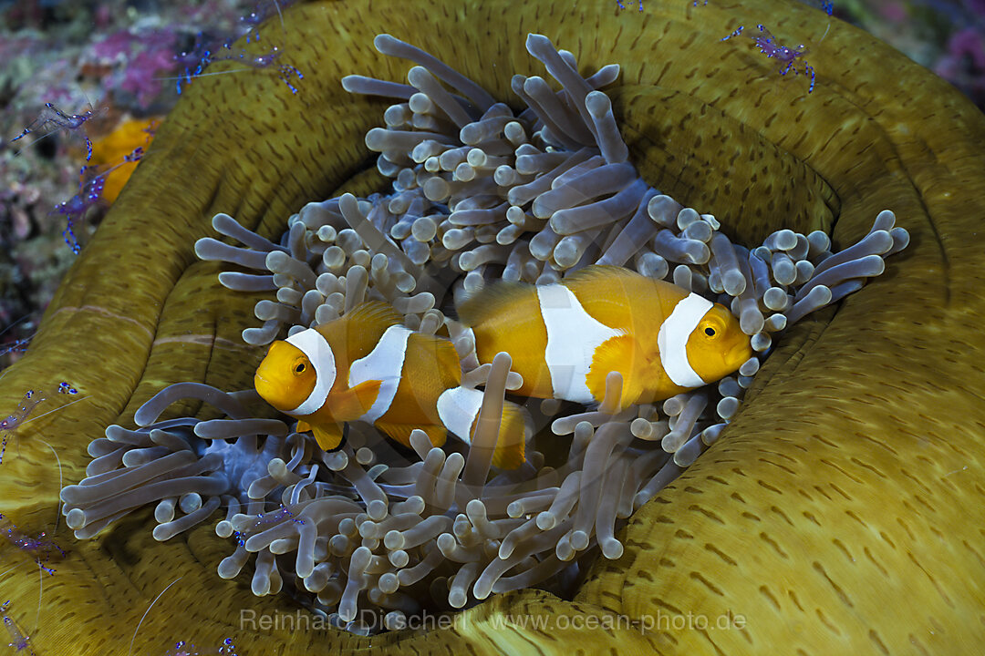 Orange-Ringel-Anemonenfische in Prachtanemone