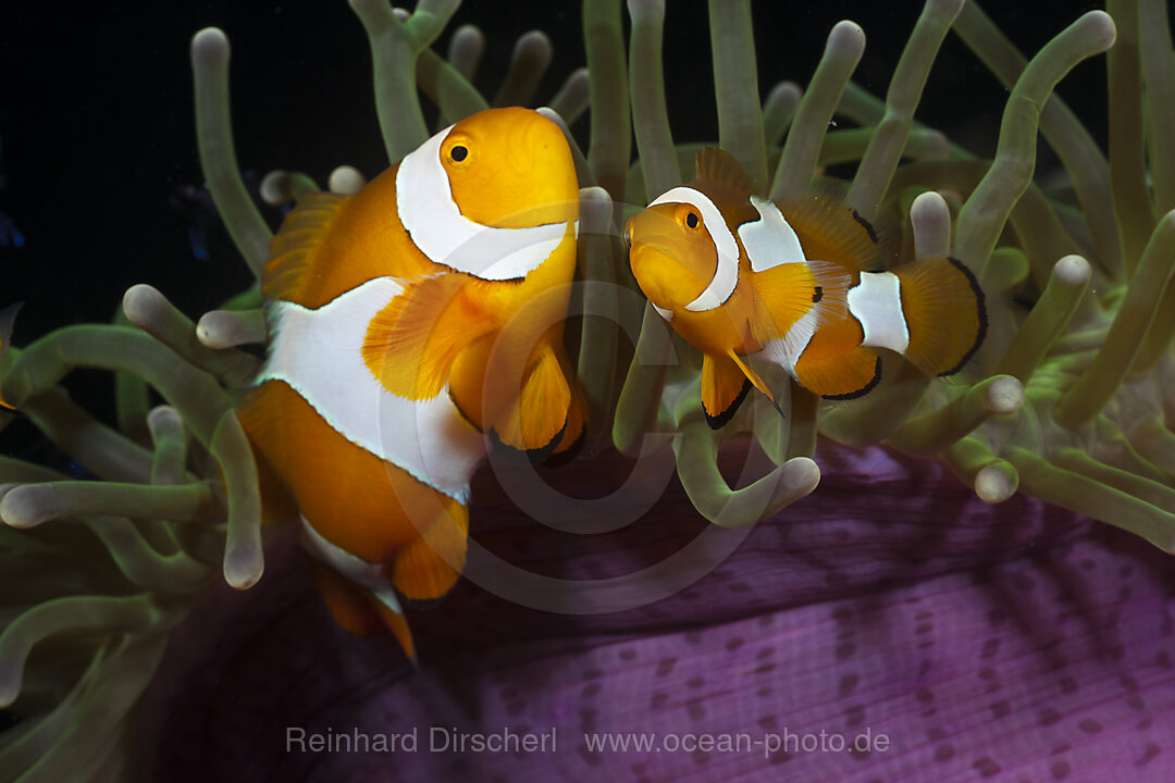 Orange-Ringel-Anemonenfische in Prachtanemone, Amphiprion ocellaris, Heteractis magnifica, Cenderawasih Bucht, West Papua, Indonesien