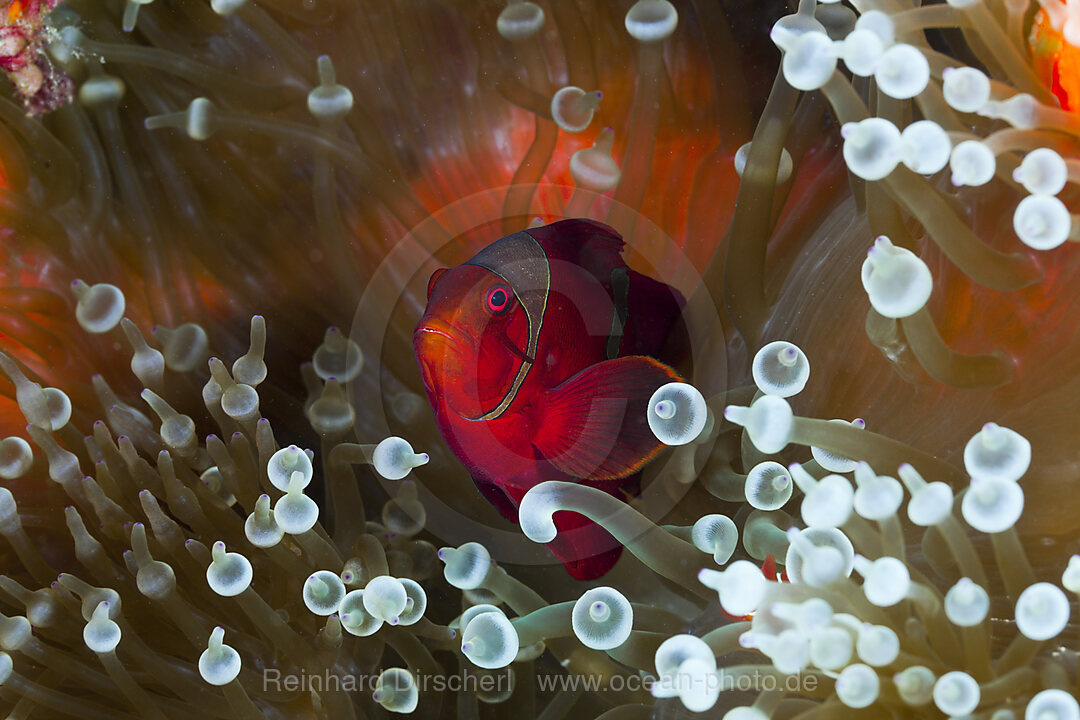 Stachel-Anemonenfisch in weisser Blasen-Anemone