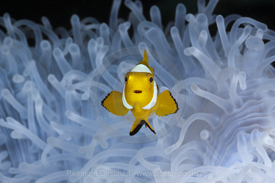 Juveniler Orange-Ringel-Anemonenfisch weisser Anemone, Amphiprion ocellaris, Heteractis magnifica, Cenderawasih Bucht, West Papua, Indonesien