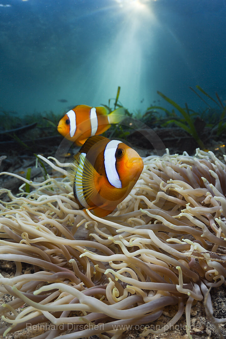 Lederanemone mit Clarks Anemonenfischen, Heteractis crispa, Amphiprion clarkii, Cenderawasih Bucht, West Papua, Indonesien