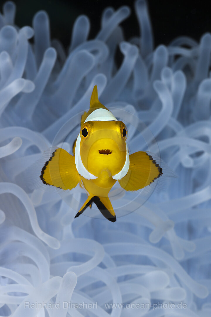 Juveniler Orange-Ringel-Anemonenfisch weisser Anemone