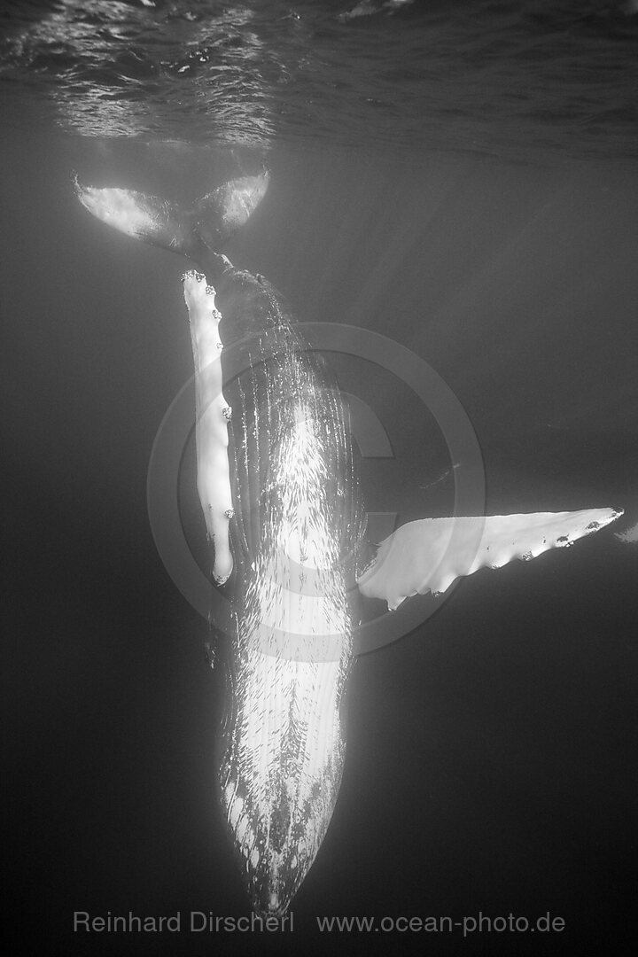 Humpback Whale, Megaptera novaeangliae, Silver Bank, Atlantic Ocean, Dominican Republic