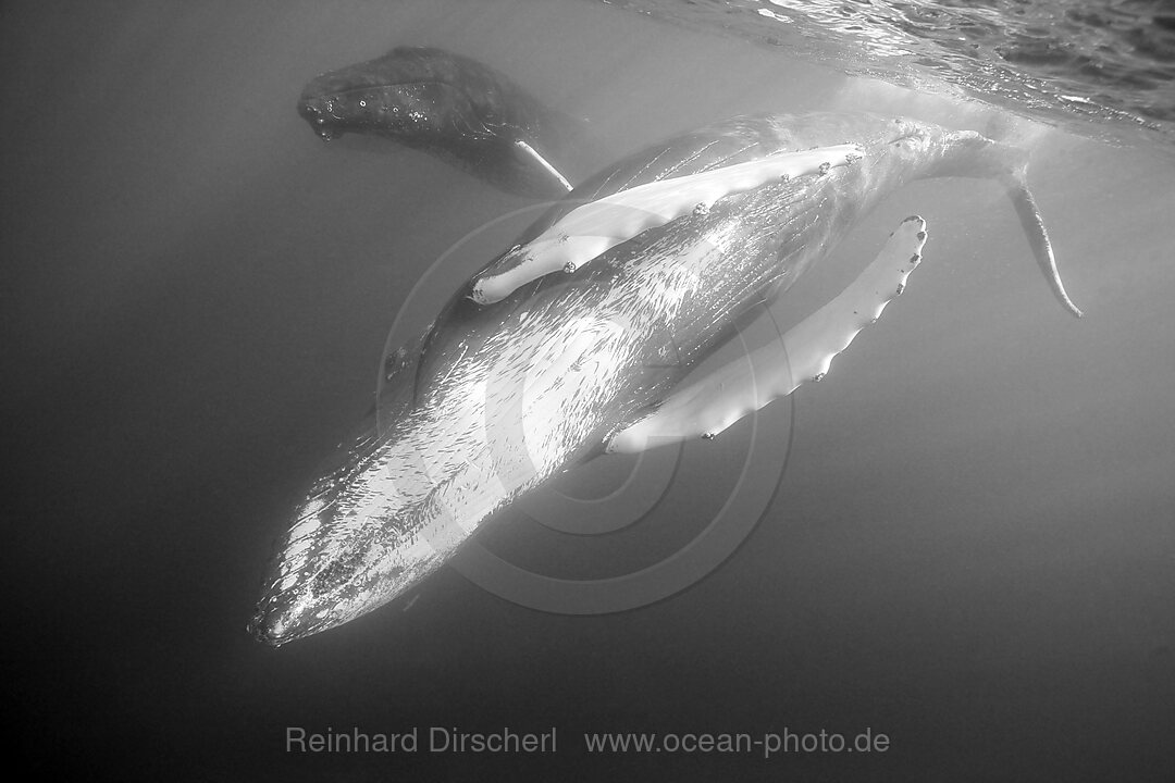 Humpback Whale