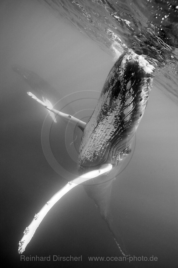 Humpback Whale