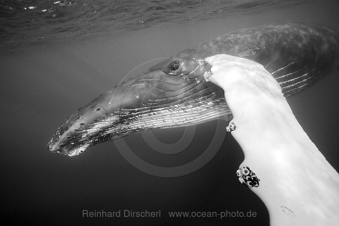 Humpback Whale, Megaptera novaeangliae, Silver Bank, Atlantic Ocean, Dominican Republic