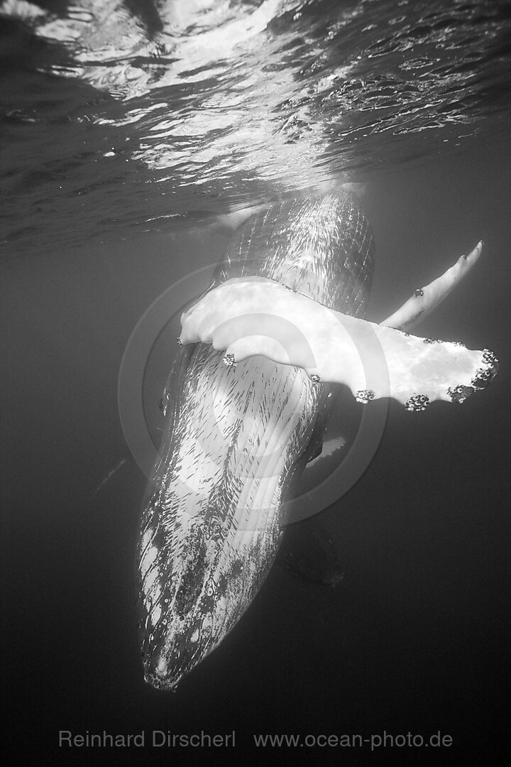 Humpback Whale, Megaptera novaeangliae, Silver Bank, Atlantic Ocean, Dominican Republic