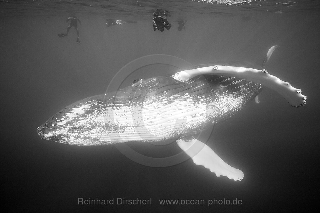 Humpback Whale and Free Diver, Megaptera novaeangliae, Silver Bank, Atlantic Ocean, Dominican Republic