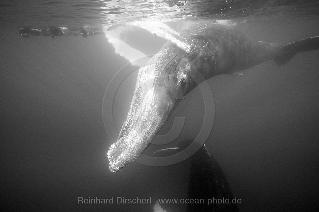 Humpback Whale and Free Diver