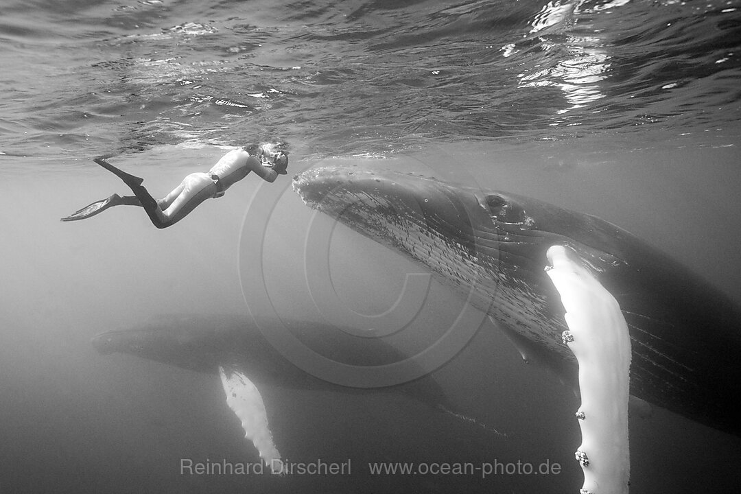 Humpback Whale and Photographer, Megaptera novaeangliae, Silver Bank, Atlantic Ocean, Dominican Republic