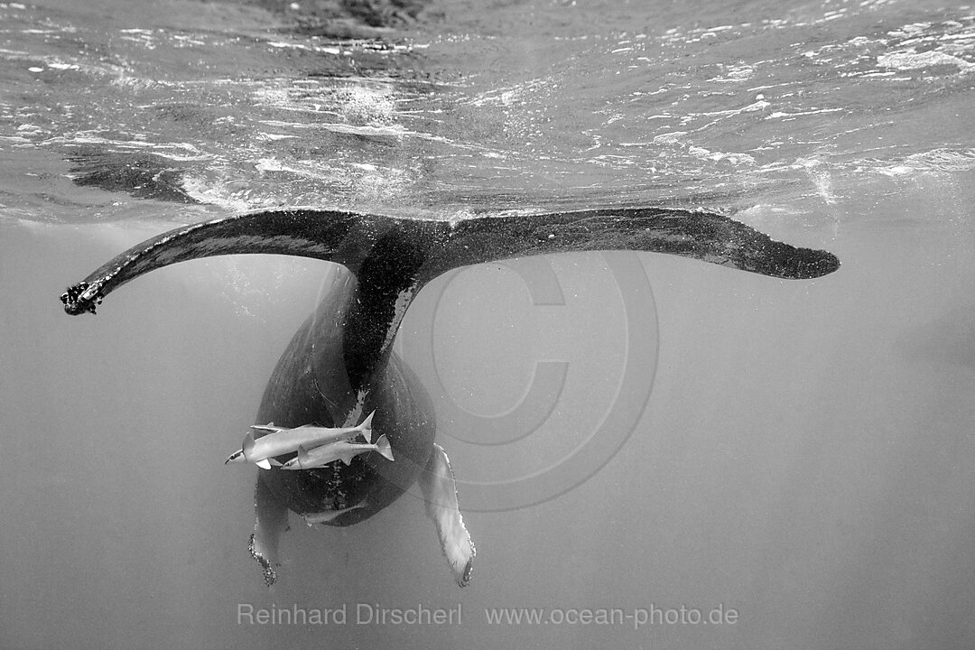 Humpback Whale