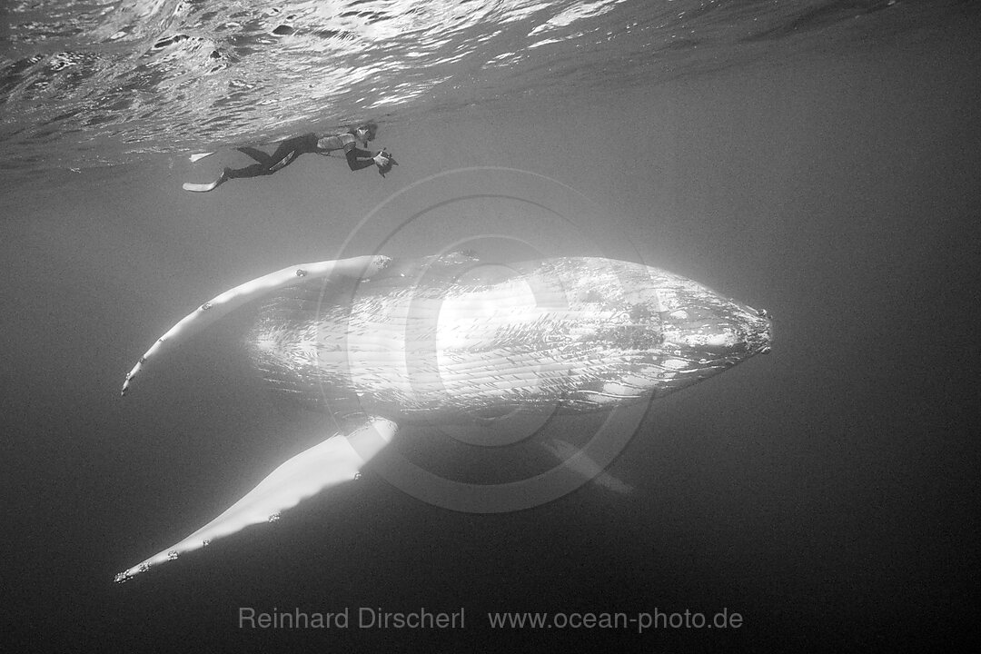 Buckelwal und Unterwasser-Fotograf, Megaptera novaeangliae, Silver Bank, Atlantik, Dominikanische Republik