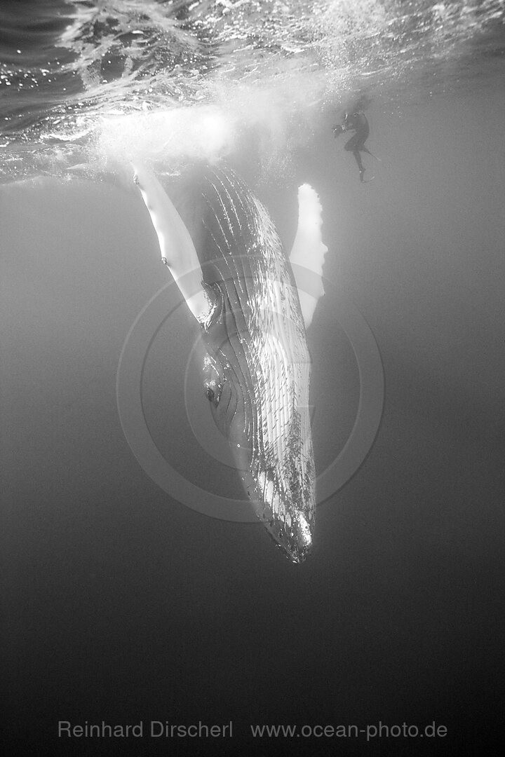 Humpback Whale, Megaptera novaeangliae, Silver Bank, Atlantic Ocean, Dominican Republic