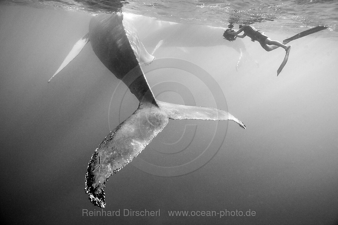 Humpback Whale and Photographer