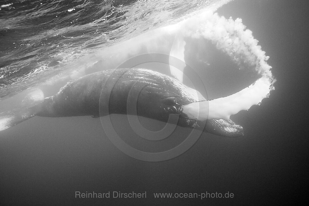 Humpback Whale, Megaptera novaeangliae, Silver Bank, Atlantic Ocean, Dominican Republic