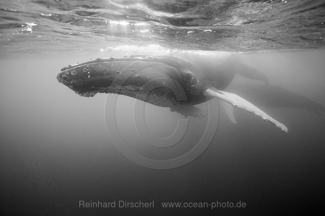 Humpback Whale, Megaptera novaeangliae, Silver Bank, Atlantic Ocean, Dominican Republic