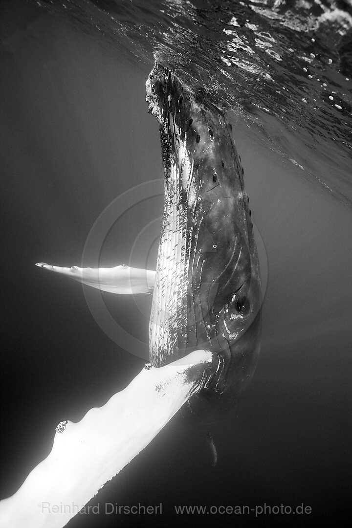 Humpback Whale