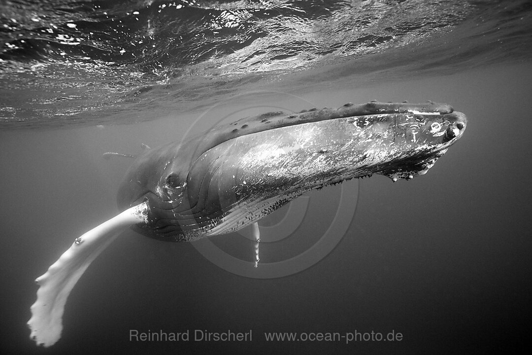 Humpback Whale