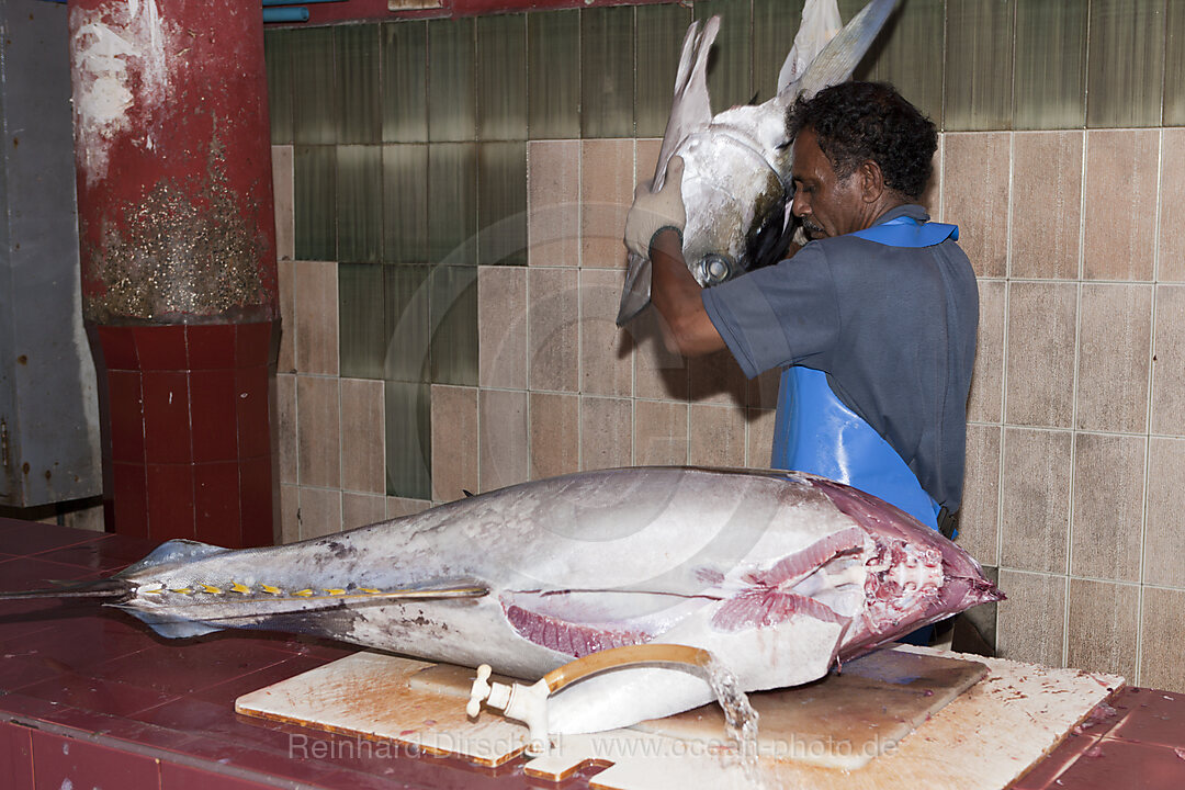 Fischmarkt von Male