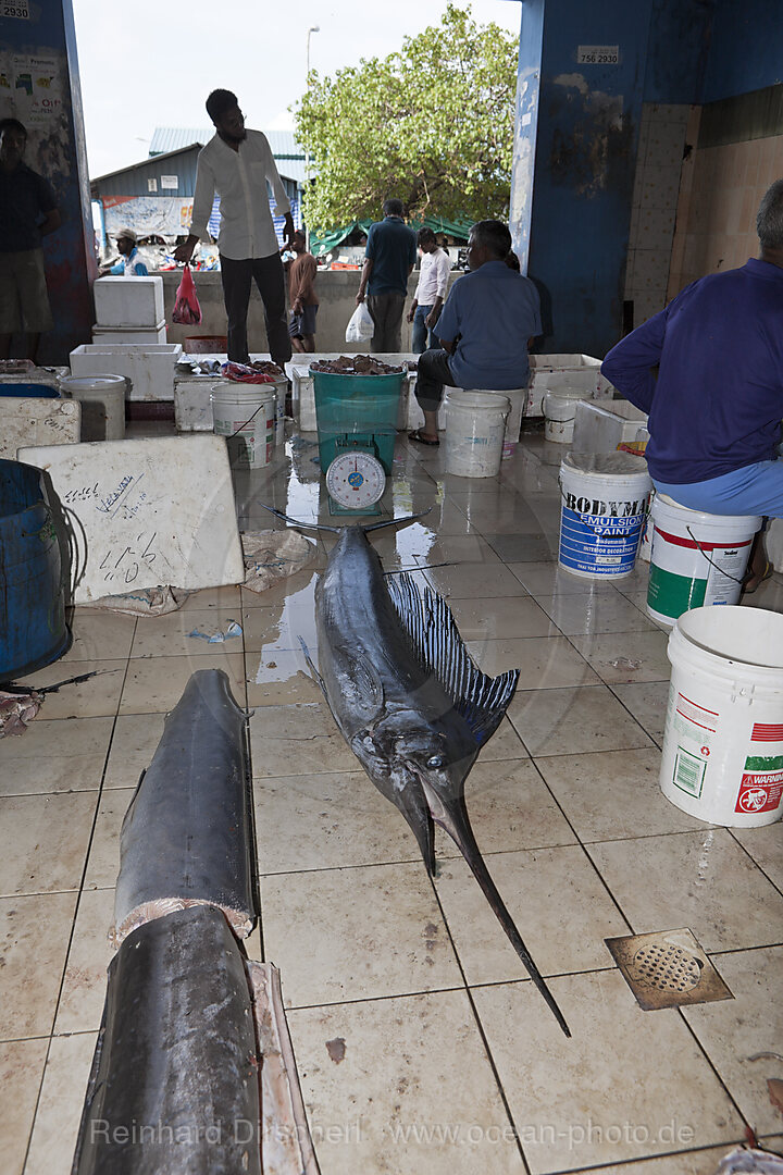 Fishmarket of Male