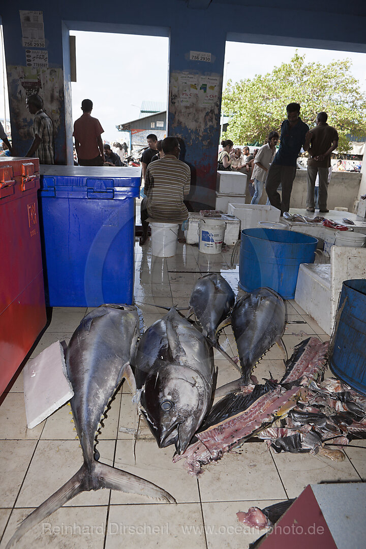 Fishmarket of Male