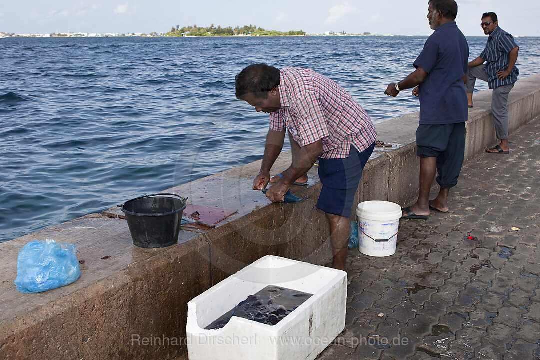 Fishing on quay of Male