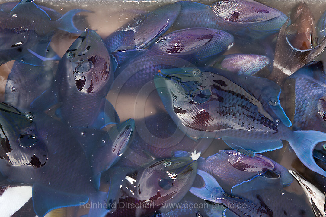 Fang eines Fischers