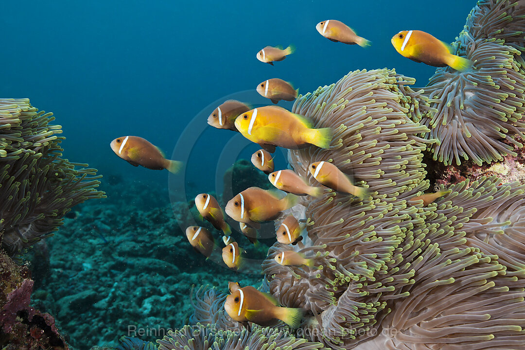 Familie Malediven-Anemonenfische