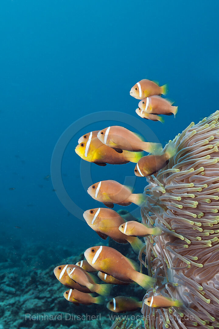 Familie Malediven-Anemonenfische, Amphiprion nigripes, Nord-Male Atoll, Indischer Ozean, Malediven