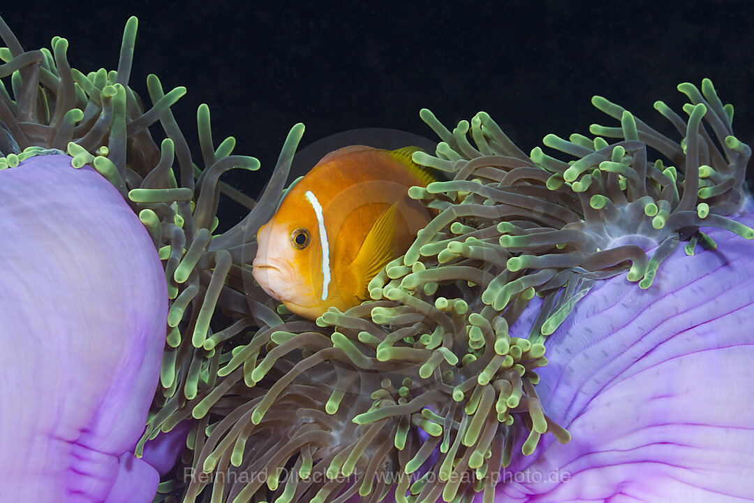 Malediven-Anemonenfisch in Prachtanemone, Amphiprion nigripes, Heteractis magnifica, Baa Atoll, Indischer Ozean, Malediven