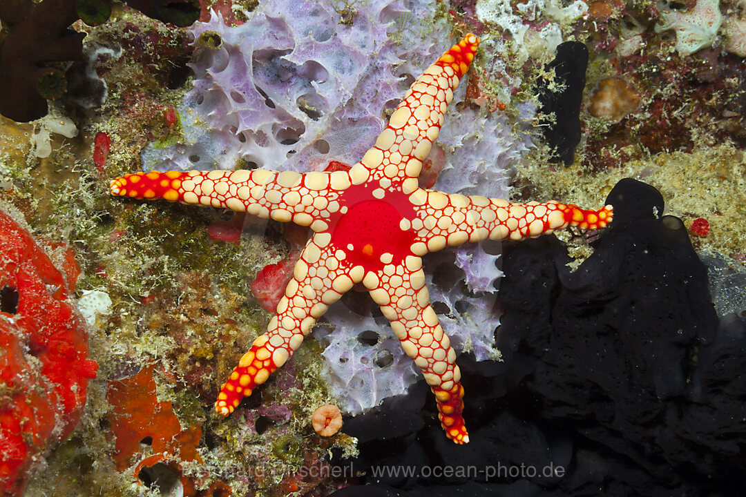 Roter Maschen-Seestern, Fromia monilis, Baa Atoll, Indischer Ozean, Malediven