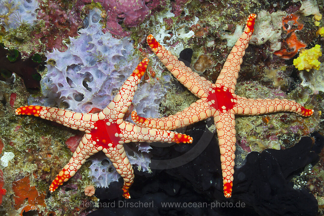 Red Mesh Starfish