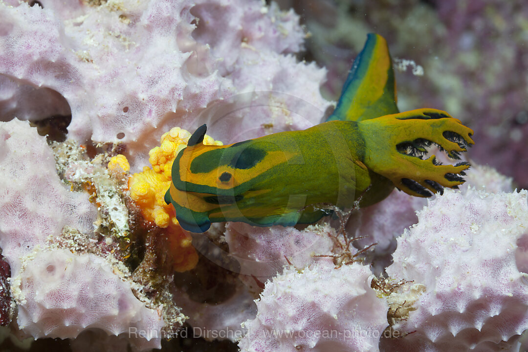 Neonsternschnecke, Tambja olivaria, Baa Atoll, Indischer Ozean, Malediven