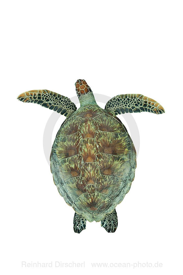 Green Sea Turtle