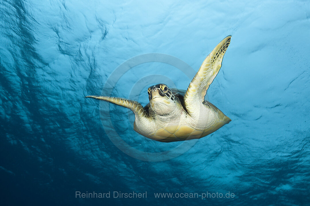 Gruene Meeresschildkroete, Chelonia mydas, Baa Atoll, Indischer Ozean, Malediven