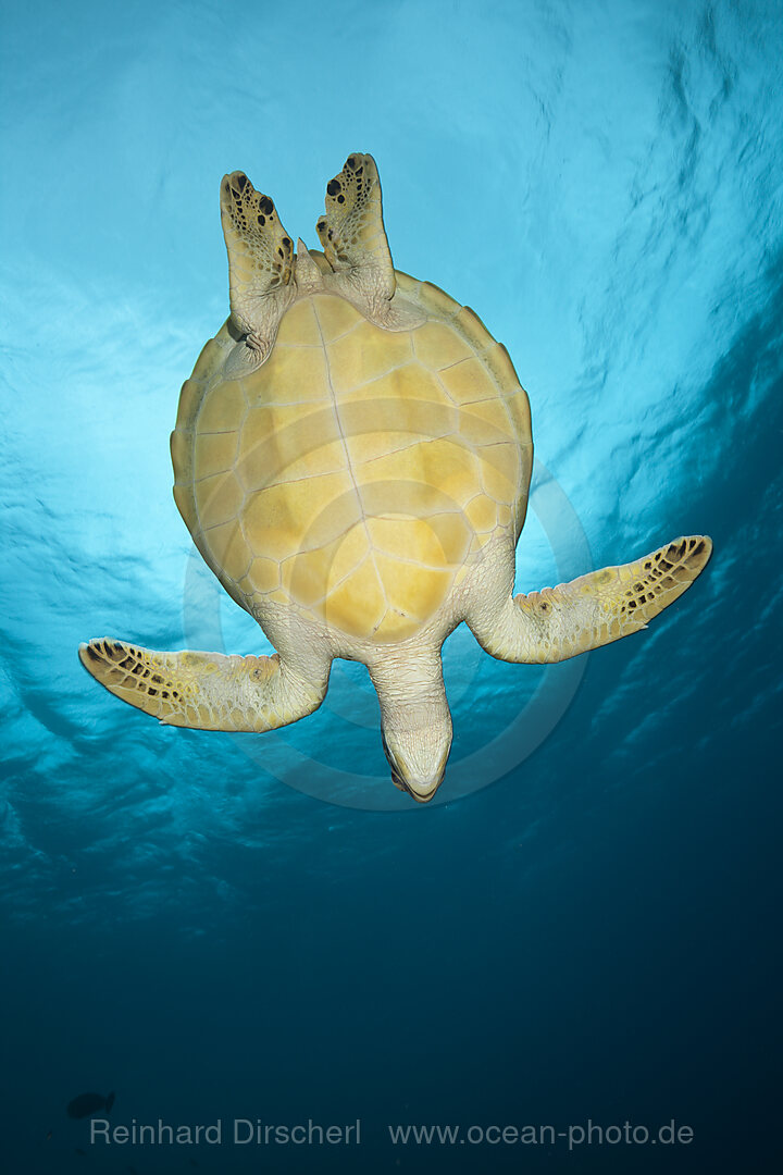 Gruene Meeresschildkroete, Chelonia mydas, Baa Atoll, Indischer Ozean, Malediven