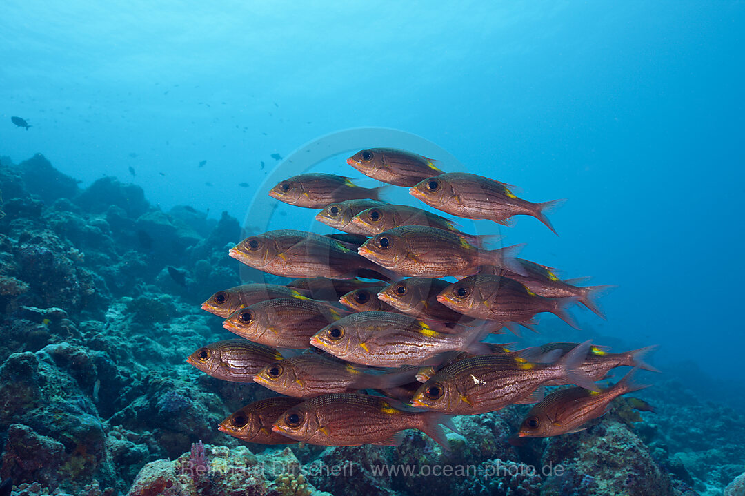 Schwarm Leuchtfleck-Strassenkehrer, Gnathodentex aurolineatus, Baa Atoll, Indischer Ozean, Malediven