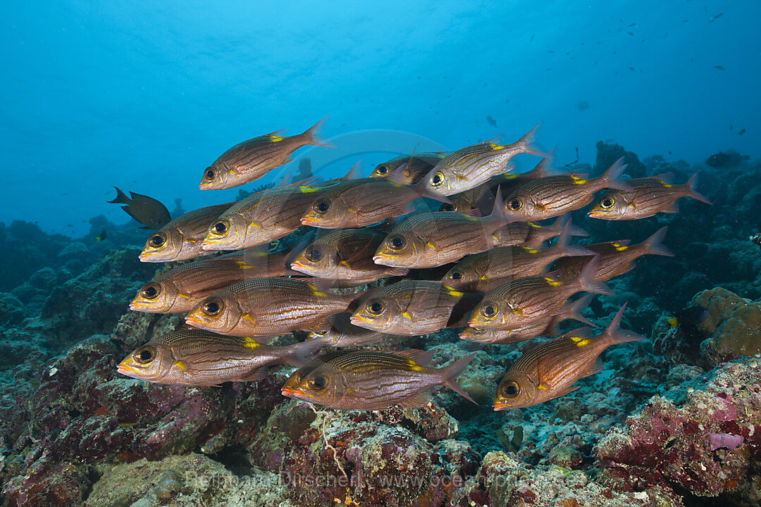 Schwarm Leuchtfleck-Strassenkehrer, Gnathodentex aurolineatus, Baa Atoll, Indischer Ozean, Malediven