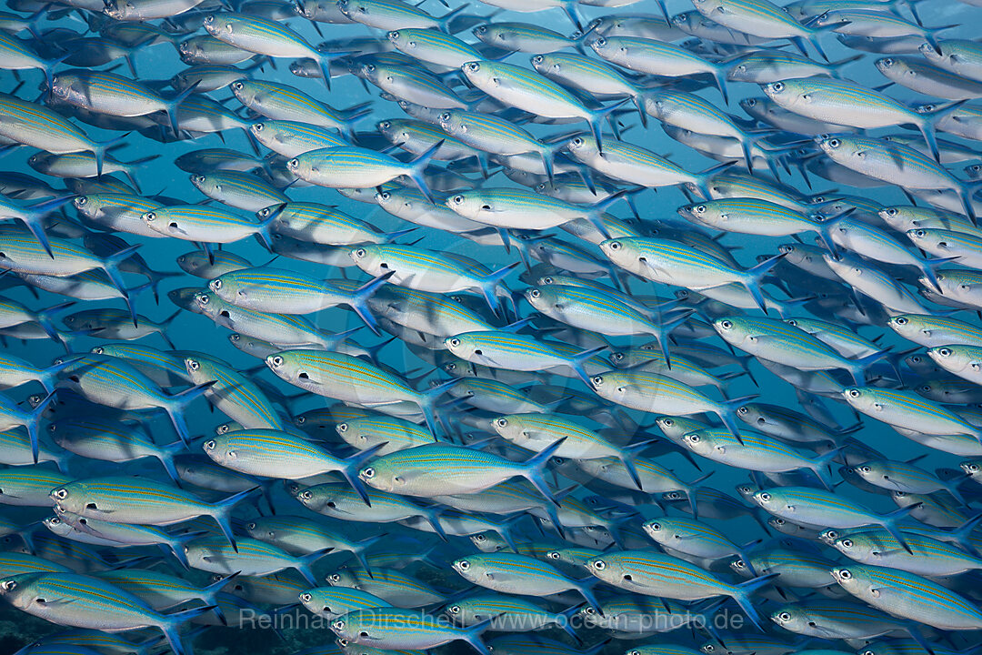 Schwarm Gelbstreifen-Fuesilier, Caesio caerulaurea, Baa Atoll, Indischer Ozean, Malediven