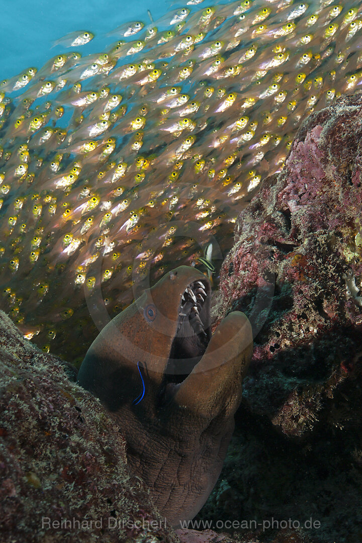 Riesen-Muraene in Felsspalte, Gymnothorax javanicus, Baa Atoll, Indischer Ozean, Malediven