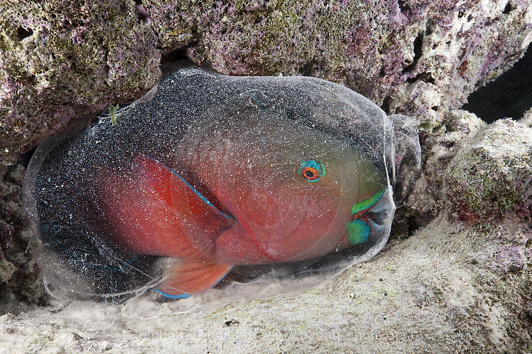 Schleimhuelle schuetzt schlafenden Papageifisch, Scarus sp., Baa Atoll, Indischer Ozean, Malediven