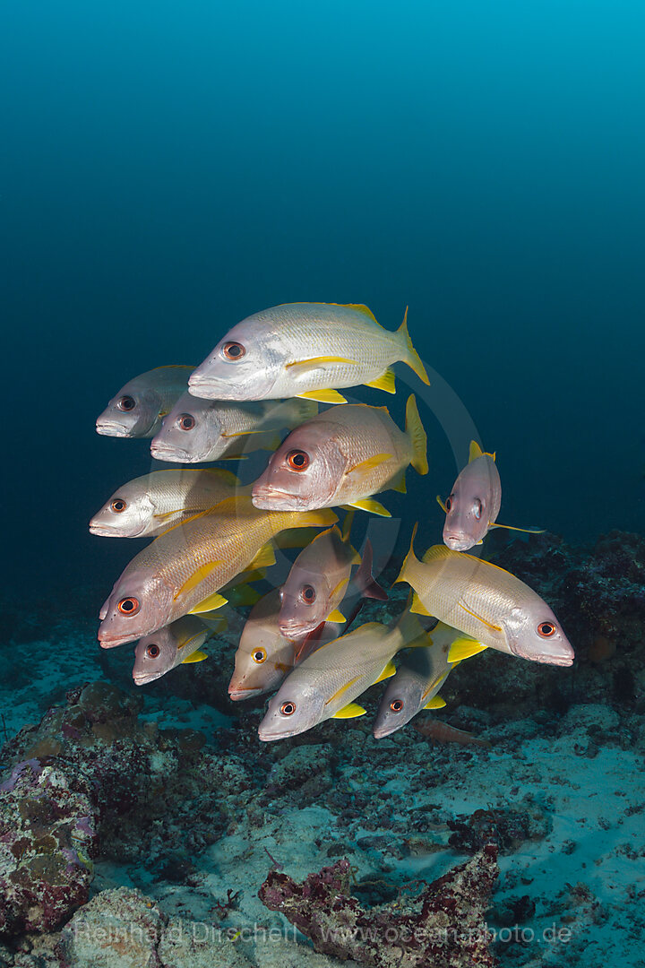 Schwarm Einfleck-Schnapper, Lutjanus monostigma, Baa Atoll, Indischer Ozean, Malediven