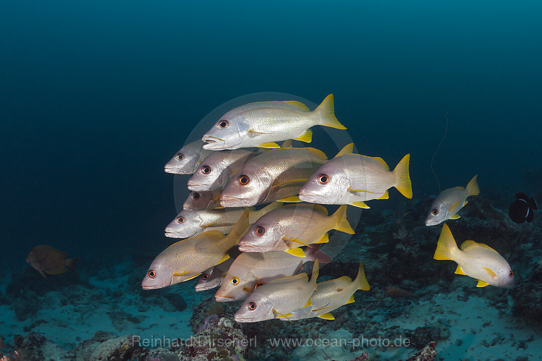 Schwarm Einfleck-Schnapper, Lutjanus monostigma, Baa Atoll, Indischer Ozean, Malediven