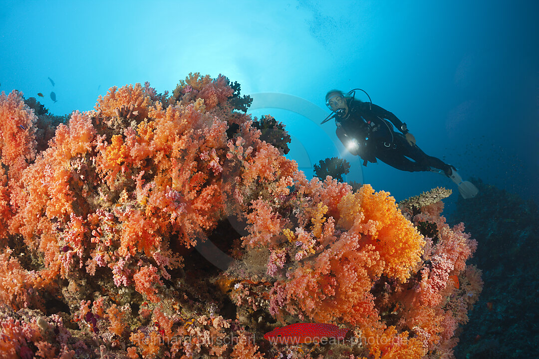 Tauchen an Korallenriff, Nord-Male Atoll, Indischer Ozean, Malediven